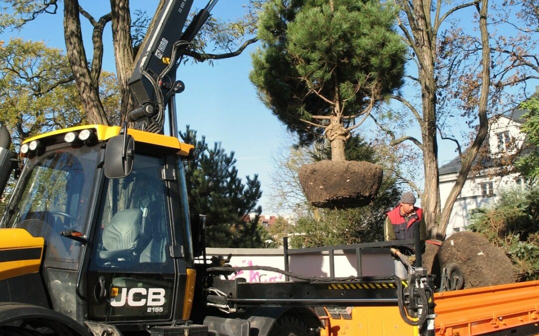 Sadzenie dużych drzew